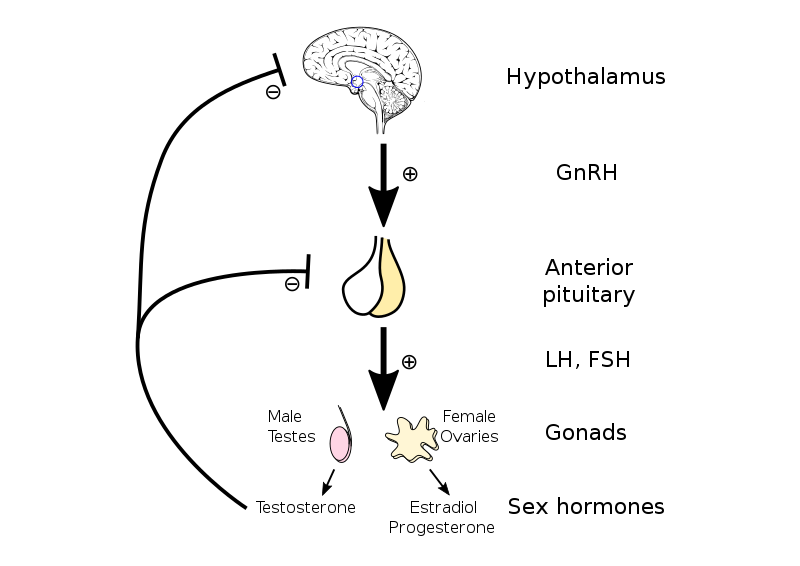 MRCP Part 1 - Hypothalamic–pituitary–gonadal_axis.svg